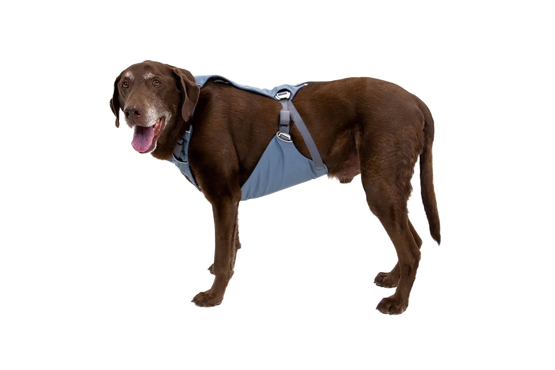 Load Up™ Dog Car Harness